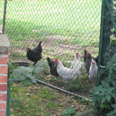 Bild vergr&ouml;&szlig;ern: Dotzum5