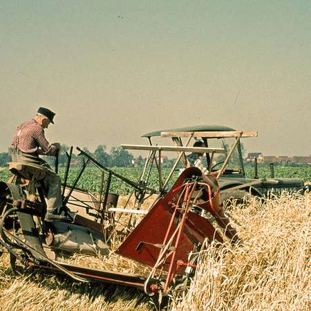 Bild vergr&ouml;&szlig;ern: Kornernte 1957