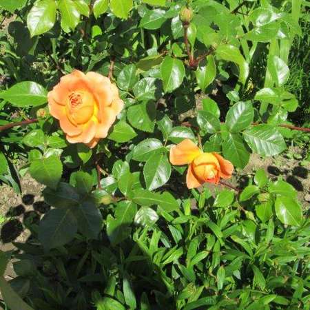 Bild vergr&ouml;&szlig;ern: Rose Im Pfarrgarten