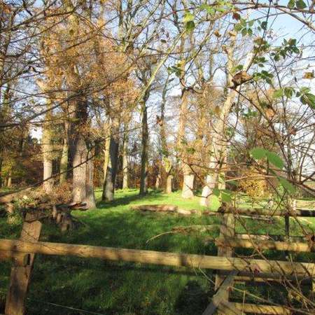 Bild vergr&ouml;&szlig;ern: Hutewald am Wohldenberg Sillium