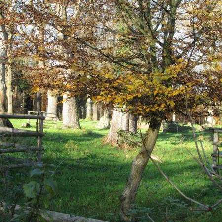 Bild vergr&ouml;&szlig;ern: Hutewald am Wohldenberg Sillium