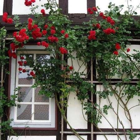 Bild vergr&ouml;&szlig;ern: Fassade in Heersum