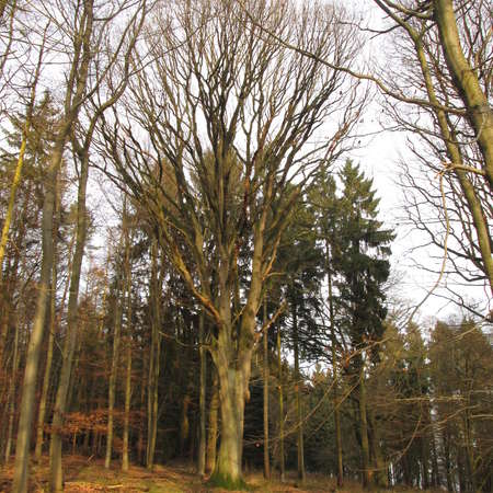 Bild vergr&ouml;&szlig;ern: Im Hutewald von S&ouml;der