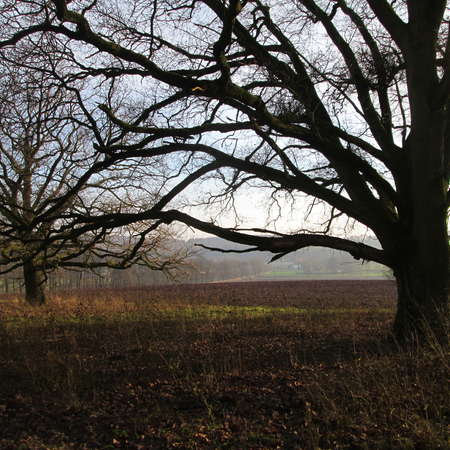 Bild vergr&ouml;&szlig;ern: Im Hutewald von S&ouml;der (2)