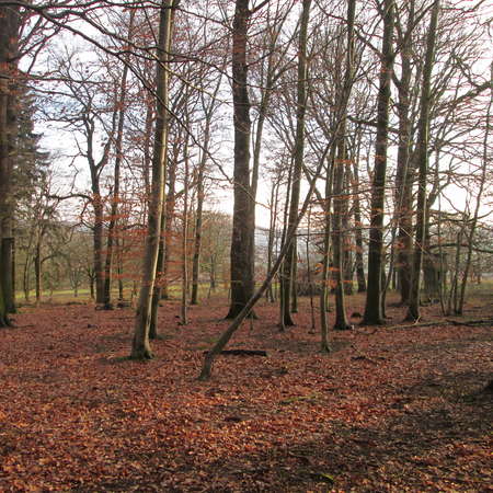 Bild vergr&ouml;&szlig;ern: Im Hutewald von S&ouml;der (3)