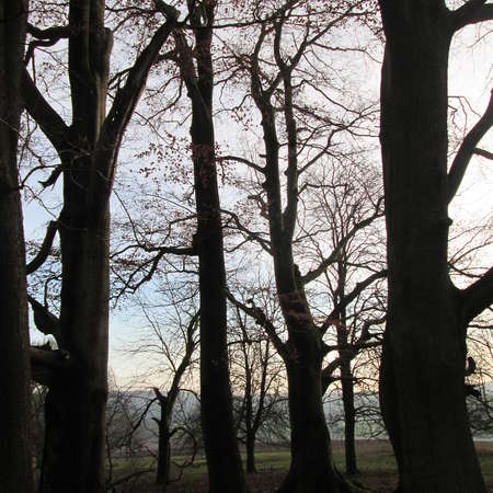 Bild vergr&ouml;&szlig;ern: Im Hutewald von S&ouml;der (4)