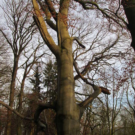 Bild vergr&ouml;&szlig;ern: Im Hutewald von S&ouml;der (5)