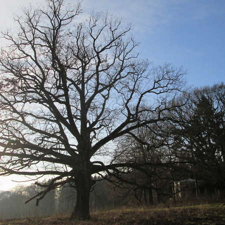 Bild vergr&ouml;&szlig;ern: Im Hutewald von S&ouml;der (6)