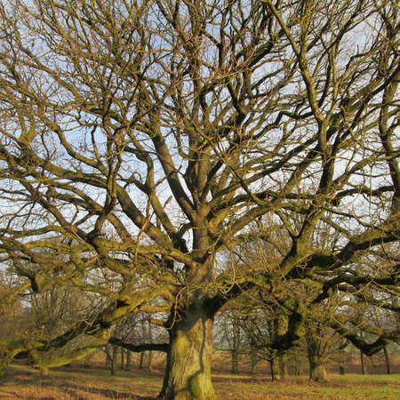 Bild vergr&ouml;&szlig;ern: Im Hutewald von S&ouml;der (7)