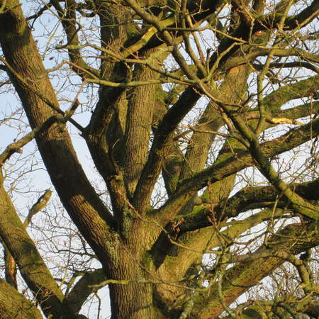 Bild vergr&ouml;&szlig;ern: Im Hutewald von S&ouml;der (8)