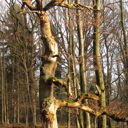 Bild vergr&ouml;&szlig;ern: Im Hutewald von S&ouml;der (9)