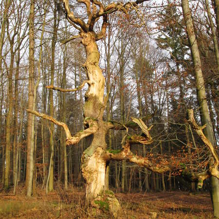 Bild vergr&ouml;&szlig;ern: Im Hutewald von S&ouml;der (10)