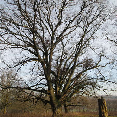 Bild vergr&ouml;&szlig;ern: Im Hutewald von S&ouml;der (11)