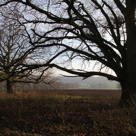 Bild vergr&ouml;&szlig;ern: Im Hutewald von S&ouml;der (12)