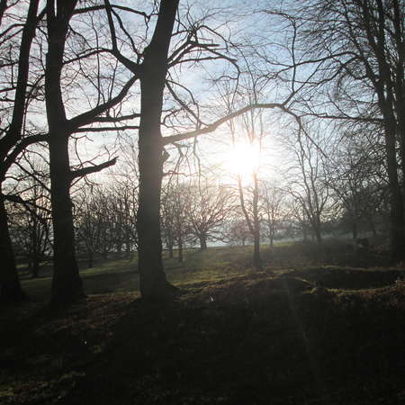 Bild vergr&ouml;&szlig;ern: Im Hutewald von S&ouml;der (13)