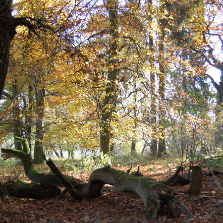 Bild vergr&ouml;&szlig;ern: Im Hutewald von S&ouml;der (14)