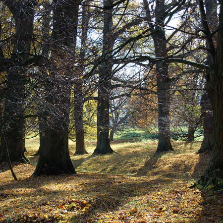 Bild vergr&ouml;&szlig;ern: Im Hutewald von S&ouml;der (15)