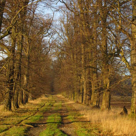 Bild vergr&ouml;&szlig;ern: Lindenallee S&ouml;der