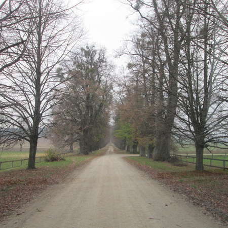 Bild vergr&ouml;&szlig;ern: Lindenallee von S&ouml;der im Winter