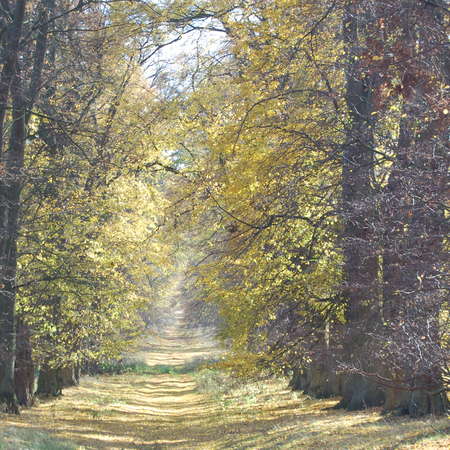 Bild vergrößern: Lindenallee im Herbst Söder