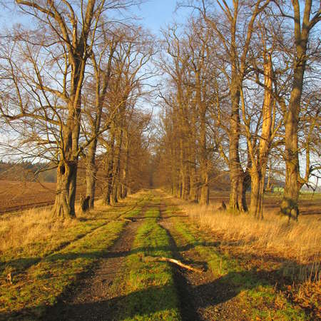 Bild vergr&ouml;&szlig;ern: Lindenallee S&ouml;der