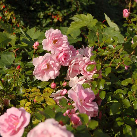 Bild vergrößern: Rosen in Klein Escherde (2)