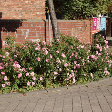 Bild vergrößern: Rosen in Klein Escherde (3)