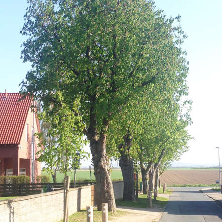 Bild vergr&ouml;&szlig;ern: Kastanienallee Klein F&ouml;rste