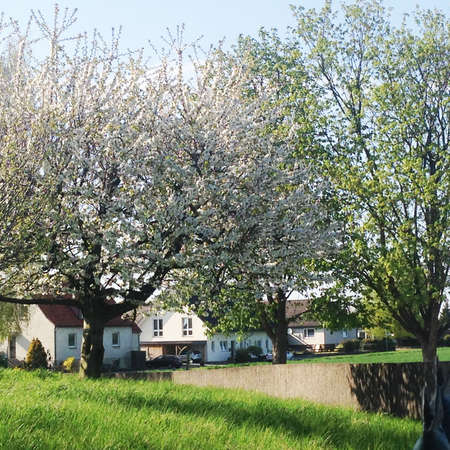 Bild vergr&ouml;&szlig;ern: Klein F&ouml;rste