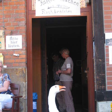 Bild vergr&ouml;&szlig;ern: Rosen&R&uuml;ben 3