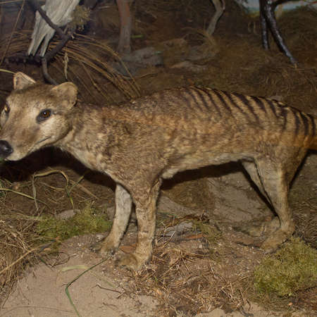 Bild vergrößern: Tasmanischer Beutelwolf