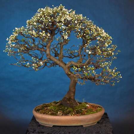 Bild vergrößern: bonsai-Bild 4