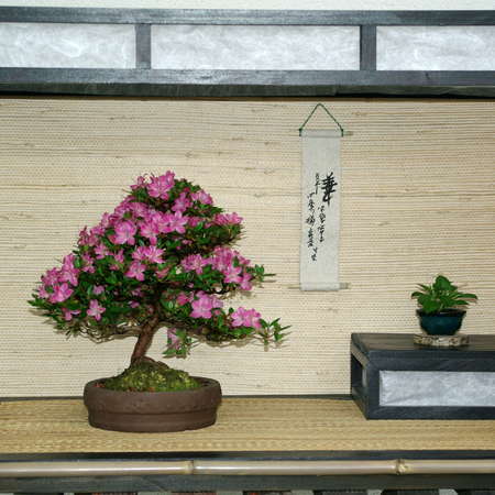 Bild vergrößern: bonsai-IMGP0514
