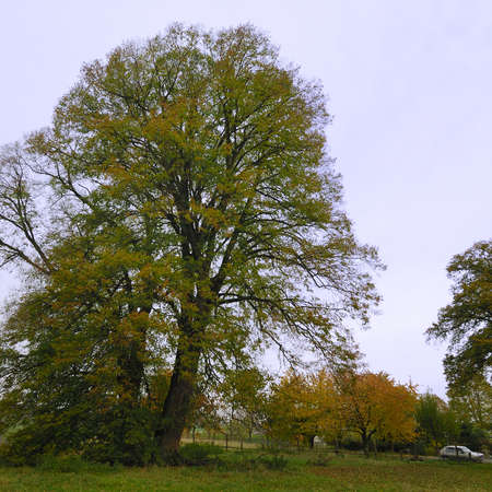 Bild vergrößern: Baumgruppe auf dem alten Friedhof in Nette