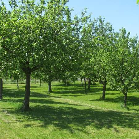 Bild vergr&ouml;&szlig;ern: 13_Obstwiese4