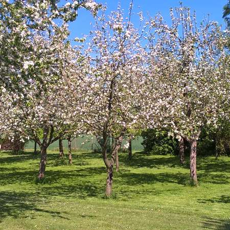 Bild vergr&ouml;&szlig;ern: 12_Obstwiese3
