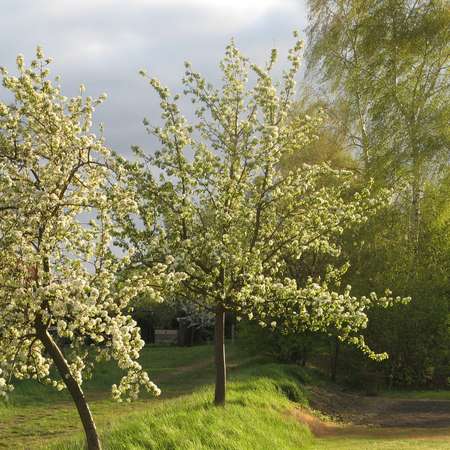 Bild vergr&ouml;&szlig;ern: 7_Obstwiese2