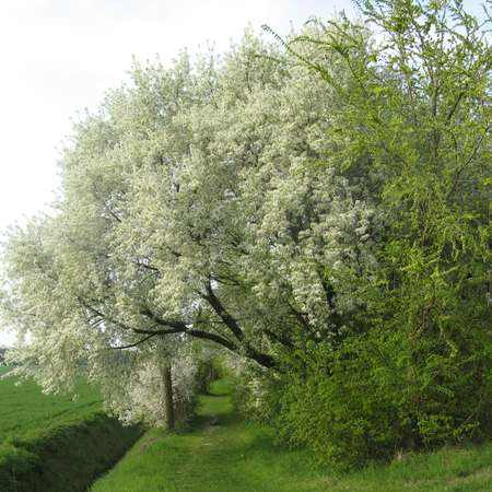 Bild vergr&ouml;&szlig;ern: 5_Obstwiese