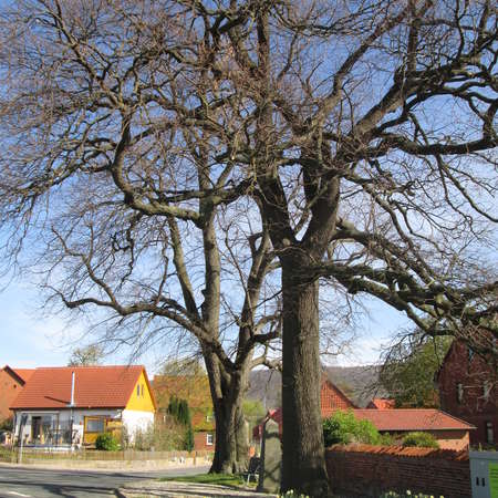 Bild vergr&ouml;&szlig;ern: SommerlindeStieleiche2