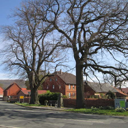 Bild vergr&ouml;&szlig;ern: SommerlindeStieleiche1