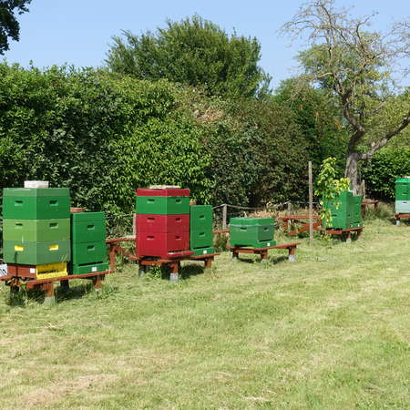 Bild vergr&ouml;&szlig;ern: Brun.Hof_Bienenvolker