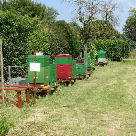 Bild vergr&ouml;&szlig;ern: Brun.Hof_Bienen2