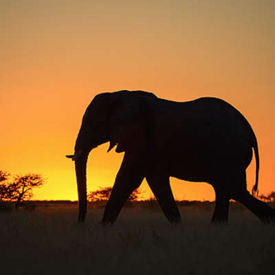 Bild vergr&ouml;&szlig;ern: Elephant / Botswana |Elefant / Botswana