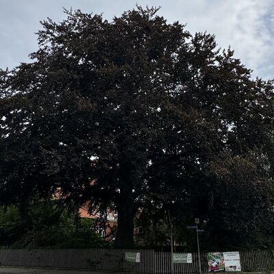 Bild vergr&ouml;&szlig;ern: Blutbuche_Breite_Stra&szlig;e