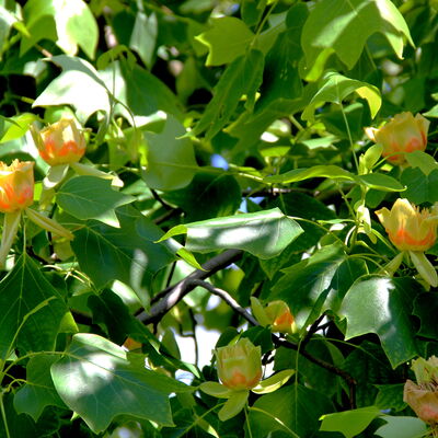 Bild vergr&ouml;&szlig;ern: Tulpenbaum 1