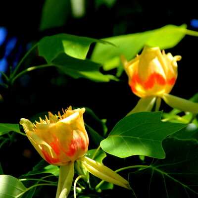 Bild vergr&ouml;&szlig;ern: Tulpenbaum Bl&uuml;te Knospe 2
