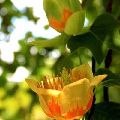 Bild vergr&ouml;&szlig;ern: Tulpenbaum Bl&uuml;te Knospe 1