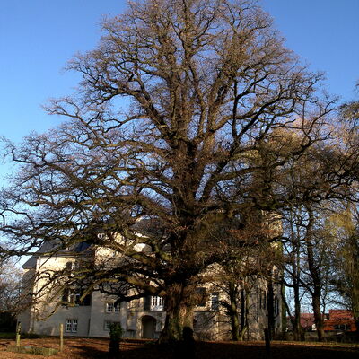Bild vergr&ouml;&szlig;ern: Bodenburg Schloss Herbst Eiche