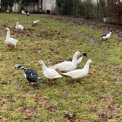 Bild vergr&ouml;&szlig;ern: Sellenstedt15