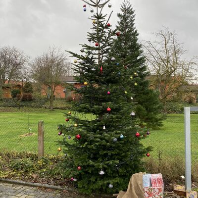 Bild vergr&ouml;&szlig;ern: Weihnachtsbaum_DGH